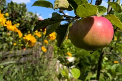 WP_20170806_16_09_47_Pro