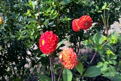 WP_20170806_16_12_44_Pro