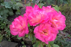 WP_20170823_18_43_44_Rich[1]